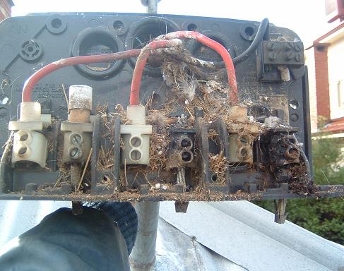 This is close up of mains box showing problem. 
Power companies try to claim these are the owners
problem but most are the aluminium cable from their
service like here but this had birds nest as well.